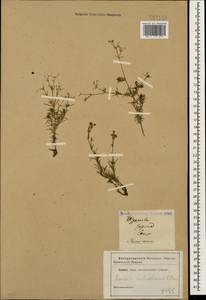 Cynanchica biebersteinii (V.I.Krecz.) P.Caputo & Del Guacchio, Caucasus (no precise locality) (K0)