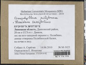 Cirriphyllum piliferum (Hedw.) Grout, Bryophytes, Bryophytes - Central forest-and-steppe region (B10) (Russia)