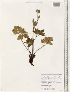 Ligusticum scoticum L., Eastern Europe, Northern region (E1) (Russia)