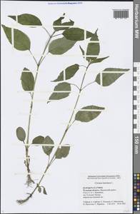 Circaea lutetiana L., Eastern Europe, Central region (E4) (Russia)