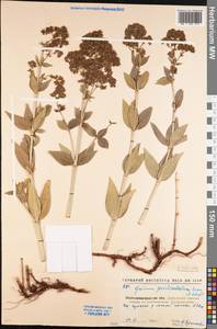 Galium rubioides L., Eastern Europe, North Ukrainian region (E11) (Ukraine)