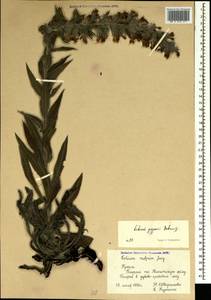 Pontechium maculatum (L.) Böhle & Hilger, Crimea (KRYM) (Russia)