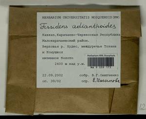 Fissidens adianthoides Hedw., Bryophytes, Bryophytes - North Caucasus & Ciscaucasia (B12) (Russia)