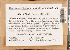 Arctoa blyttii (Bruch & Schimp.) Loeske, Bryophytes, Bryophytes - Karelia, Leningrad & Murmansk Oblasts (B4) (Russia)