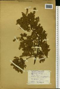 Juniperus communis L., Eastern Europe, Eastern region (E10) (Russia)