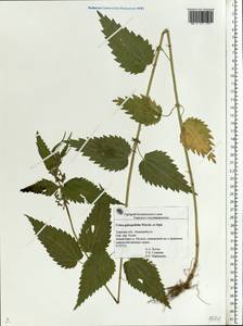 Urtica dioica subsp. pubescens (Ledeb.) Domin, Eastern Europe, North-Western region (E2) (Russia)