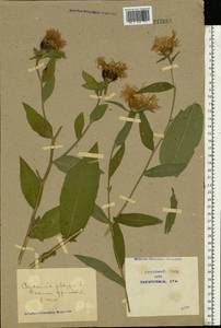 Centaurea phrygia L., Eastern Europe, North Ukrainian region (E11) (Ukraine)