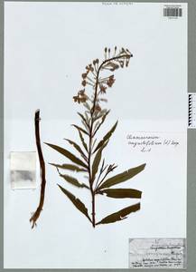Chamaenerion angustifolium subsp. angustifolium, Eastern Europe, Central region (E4) (Russia)