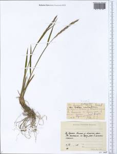 Elymus versicolor A.P.Khokhr., Siberia, Yakutia (S5) (Russia)