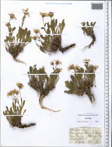 Rhinactinidia limoniifolia (Less.) Novopokr. ex Botsch., Middle Asia, Northern & Central Tian Shan (M4) (Kyrgyzstan)