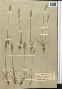 Poa bulbosa L., Middle Asia, Northern & Central Tian Shan (M4) (Kazakhstan)