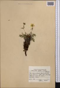 Potentilla biflora Willd. ex Schltdl., Middle Asia, Northern & Central Tian Shan (M4) (Kyrgyzstan)