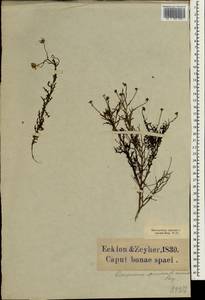 Osteospermum spinosum, Africa (AFR) (South Africa)