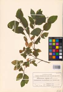 Lonicera nigra L., Eastern Europe, West Ukrainian region (E13) (Ukraine)