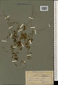 Myosotis ramosissima Rochel, Caucasus, Armenia (K5) (Armenia)