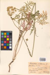 Silphiodaucus prutenicus subsp. prutenicus, Eastern Europe, Moscow region (E4a) (Russia)