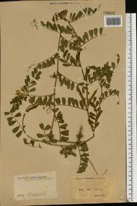 Vicia sativa L., Eastern Europe, North Ukrainian region (E11) (Ukraine)