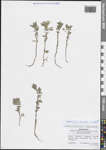 Artemisia sericea (Besser) Weber ex Stechm., Eastern Europe, Middle Volga region (E8) (Russia)