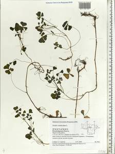 Oxalis corniculata L., Eastern Europe, Central region (E4) (Russia)