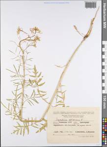 Sisymbrium altissimum L., Eastern Europe, Lower Volga region (E9) (Russia)