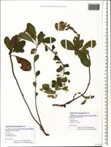 Euphorbia amygdaloides L., Caucasus, Black Sea Shore (from Novorossiysk to Adler) (K3) (Russia)