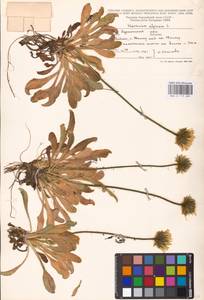 Hieracium alpinum L., Eastern Europe, Northern region (E1) (Russia)