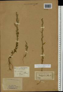 Chenopodium striatiforme Murr, Eastern Europe, Eastern region (E10) (Russia)