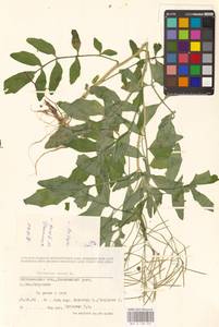 Cardamine amara L., Eastern Europe, Middle Volga region (E8) (Russia)