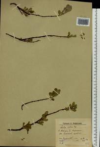 Salix reptans Rupr., Eastern Europe, Northern region (E1) (Russia)