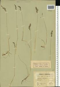 Festuca rubra L., Eastern Europe, Northern region (E1) (Russia)