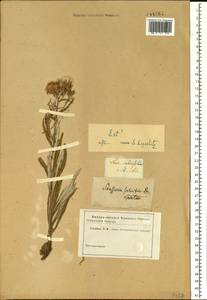 Saussurea salicifolia (L.) DC., Siberia (no precise locality) (S0) (Russia)