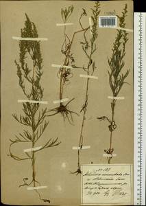 Artemisia pubescens Ledeb., Siberia, Russian Far East (S6) (Russia)