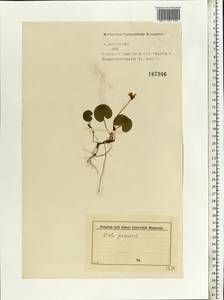 Viola palustris L., Eastern Europe, North-Western region (E2) (Russia)