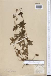 Geranium collinum Stephan ex Willd., Middle Asia, Northern & Central Kazakhstan (M10) (Kazakhstan)