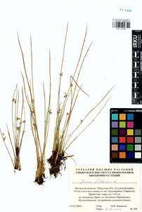 Juncus filiformis L., Siberia, Baikal & Transbaikal region (S4) (Russia)