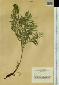 Tanacetum vulgare L., Siberia, Altai & Sayany Mountains (S2) (Russia)