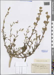 Silene tatarica (L.) Pers., Eastern Europe, North-Western region (E2) (Russia)