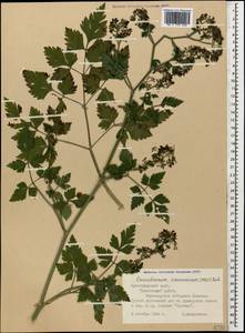 Dichoropetalum caucasicum (M. Bieb.) Soldano, Galasso & Banfi, Caucasus, Black Sea Shore (from Novorossiysk to Adler) (K3) (Russia)
