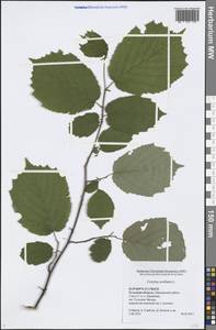 Corylus avellana L., Eastern Europe, Central region (E4) (Russia)