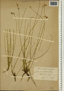 Aethionema elongatum Boiss., South Asia, South Asia (Asia outside ex-Soviet states and Mongolia) (ASIA) (Iran)