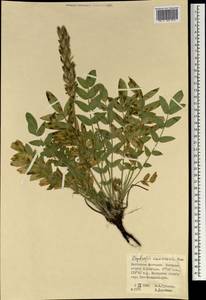 Oxytropis hirta subsp. komarovii (Vassilcz.) N.Ulziykh., Mongolia (MONG) (Mongolia)
