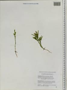 Dendrolycopodium juniperoideum (Sw.) A. Haines, Siberia, Russian Far East (S6) (Russia)