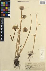 Allium karelinii Poljak., Middle Asia, Dzungarian Alatau & Tarbagatai (M5) (Kazakhstan)