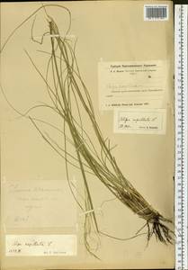 Stipa capillata L., Siberia, Altai & Sayany Mountains (S2) (Russia)