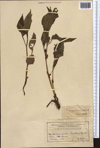 Koenigia songarica (Schrenk) T. M. Schust. & Reveal, Middle Asia, Northern & Central Tian Shan (M4) (Kazakhstan)
