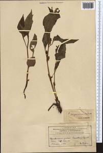 Koenigia songarica (Schrenk) T. M. Schust. & Reveal, Middle Asia, Northern & Central Tian Shan (M4) (Kazakhstan)