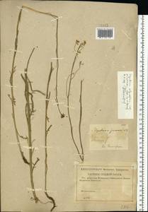 Sisymbrium polymorphum (Murray) Roth, Eastern Europe, Lower Volga region (E9) (Russia)