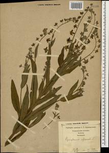 Cynoglossum officinale L., Caucasus, Georgia (K4) (Georgia)