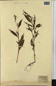 Persicaria lapathifolia (L.) Gray, Western Europe (EUR)