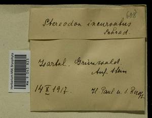 Homomallium incurvatum (Schrad. ex Brid.) Loeske, Bryophytes, Bryophytes - Western Europe (BEu) (Germany)